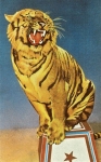 tiger circus.jpg